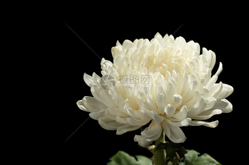 清明节菊花静物白菊花高清图片下载 正版图片 摄图网