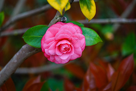 山茶花图片