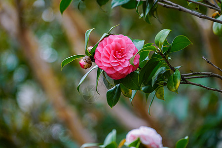 山茶花背景图片