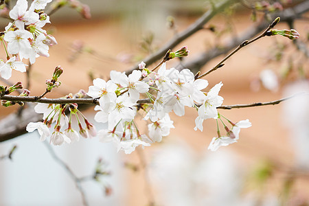 日本樱花之旅白色樱花背景