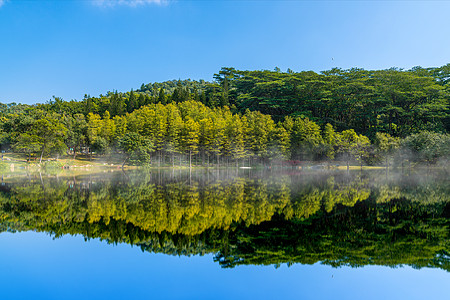 深圳春天春风吹绿了树梢背景