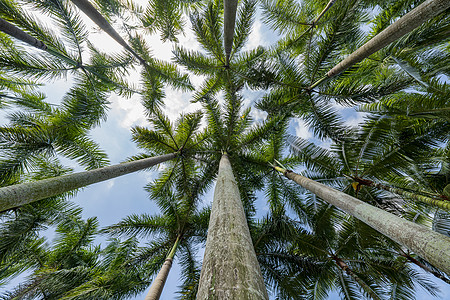 绿植物春风吹绿了树梢背景