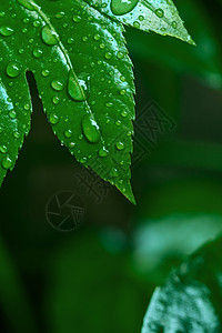 雨水节气海报带雨珠的叶子背景