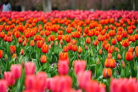 郁金香花海图片