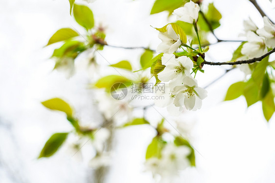逆光下的白色樱花与绿叶图片