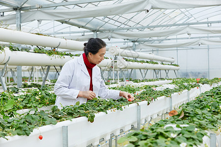 草莓棚内的农业科研人员图片