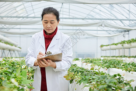 记录草莓生长的农业科研人员高清图片