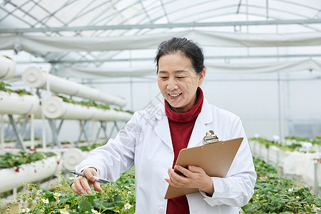 记录草莓生长的农业科研人员图片