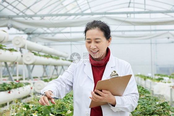 记录草莓生长的农业科研人员图片