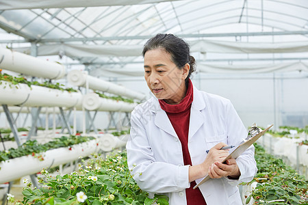 记录草莓生长的农业科研人员图片