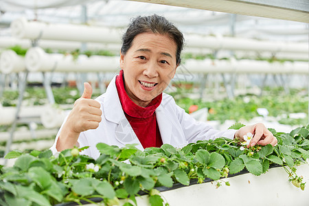 农业科研人员观察草莓生长图片