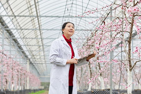 桃树大棚采集农作物数据的科研人员图片