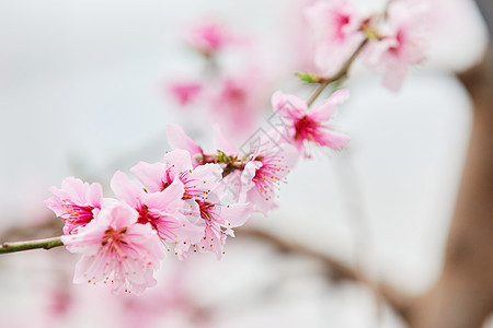 桃花背景图片