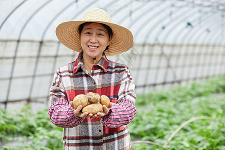 蔬菜大棚手捧土豆的农民大婶图片