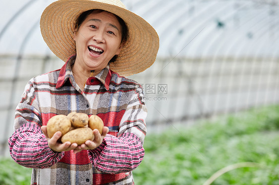 蔬菜大棚手捧土豆的农民大婶图片