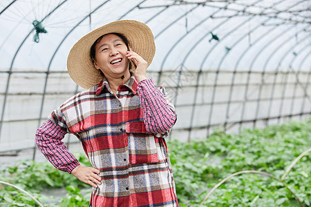 在蔬菜大棚打电话的农民图片