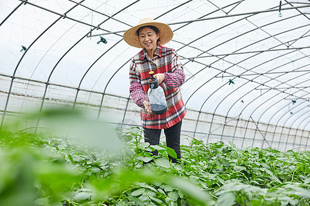 农民在蔬菜大棚浇水图片