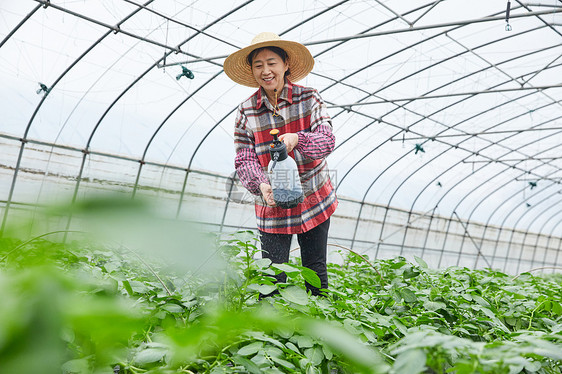 农民在蔬菜大棚浇水图片