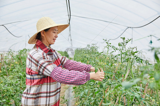 农民蔬菜大棚采摘蔬菜图片