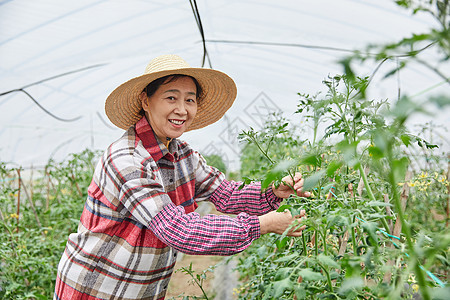 农民蔬菜大棚采摘蔬菜图片