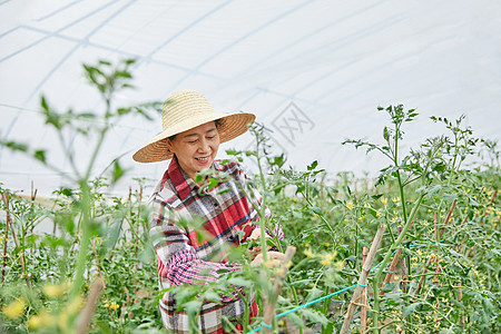 农民蔬菜大棚采摘蔬菜图片