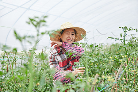 农民蔬菜大棚采摘蔬菜图片