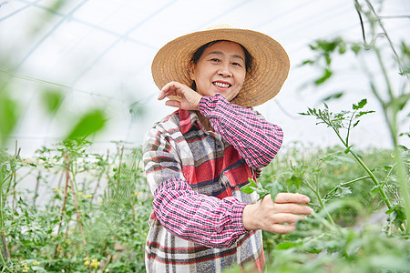 农民蔬菜大棚采摘蔬菜图片