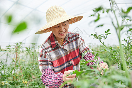 农民蔬菜大棚采摘蔬菜图片