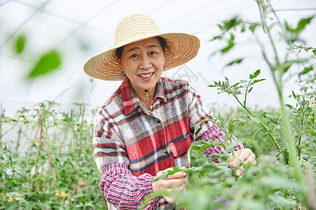 农民蔬菜大棚采摘蔬菜图片