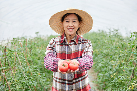 蔬菜大棚手捧番茄的农民大婶图片