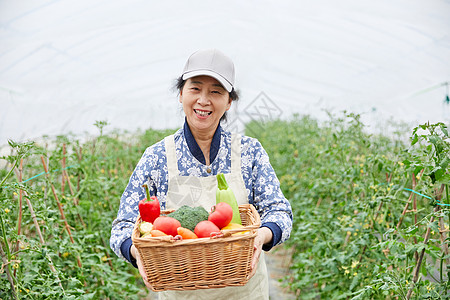 农民蔬菜大棚采摘图片