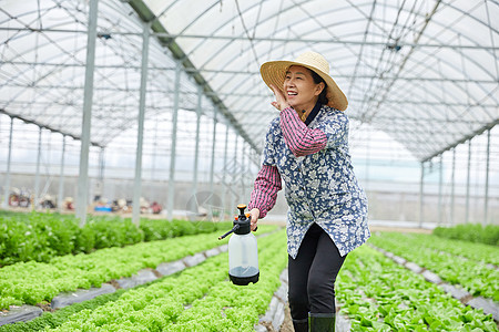 农民在生菜大棚浇水图片