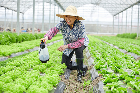 农民在生菜大棚浇水图片