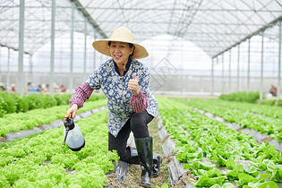 农民在生菜大棚浇水点赞图片