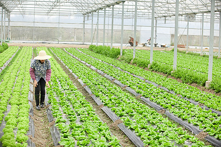 有机农业农民在生菜大棚除草背景