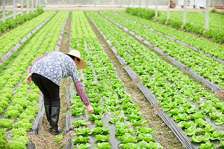 农民在生菜大棚除草高清图片