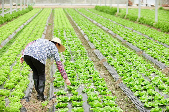 农民在生菜大棚除草图片