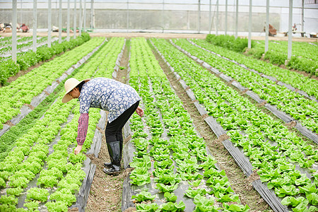 农民在生菜大棚除草高清图片