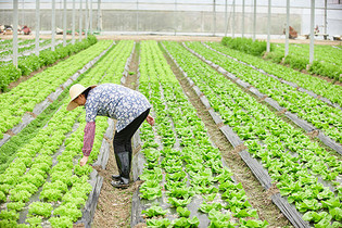 农民在生菜大棚除草图片