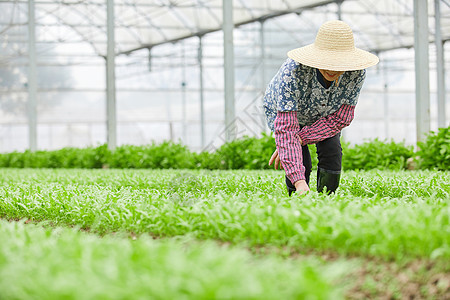 茼蒿大棚除草的农民图片