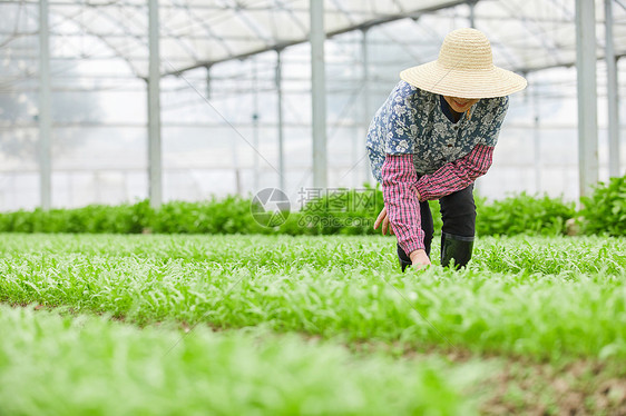 茼蒿大棚除草的农民图片