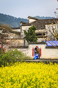 安徽西递古村落油菜花背景图片