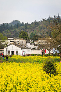 安徽西递古村落油菜花图片