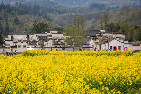 安徽西递古村落油菜花图片