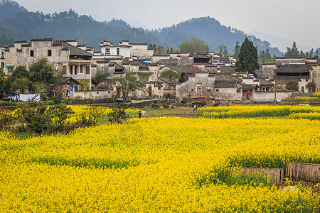 安徽西递古村落油菜花背景图片