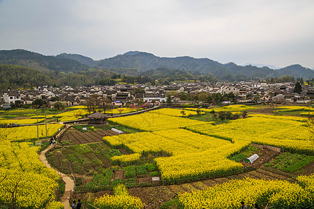 安徽西递古村落油菜花图片