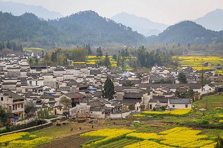 安徽西递古村落油菜花背景图片