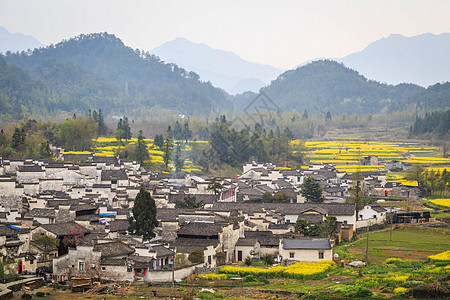 安徽西递古村落油菜花图片