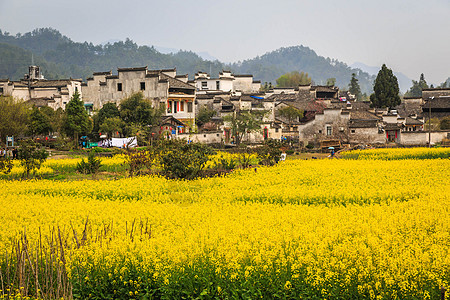 安徽西递古村落油菜花图片