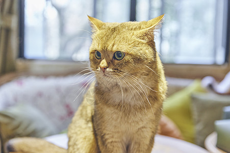 英短宠物猫图片